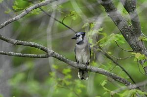 Jay, Blue, 2025-05087840 Ipswitch River Wildlife Sanctuary, MA